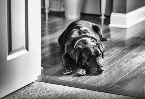 Photo by johncecilian