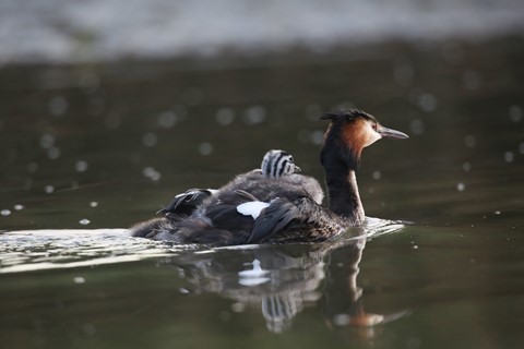 Photo by Henk holland