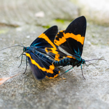 Photo by S.R.G - msucoo93