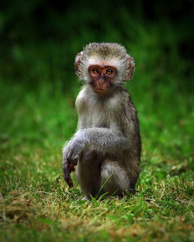 Photo by George Veltchev