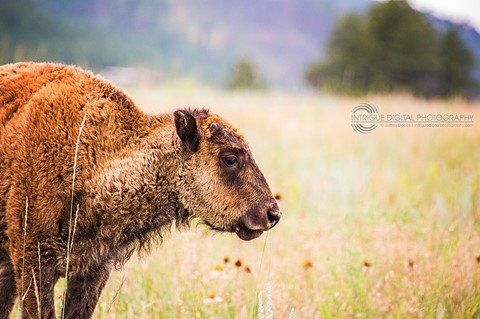 Photo by IntriguePhotography