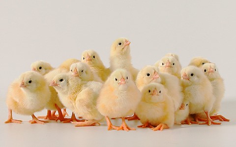 Photo by Milton Tischenberg