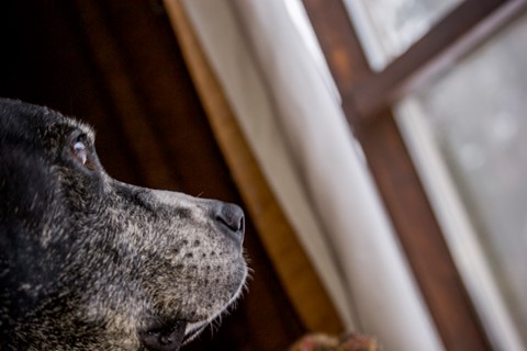 Photo by Wise Old Dog