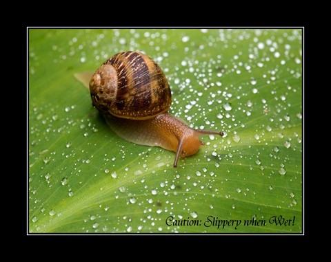 Photo by Slippery: Go Slow!