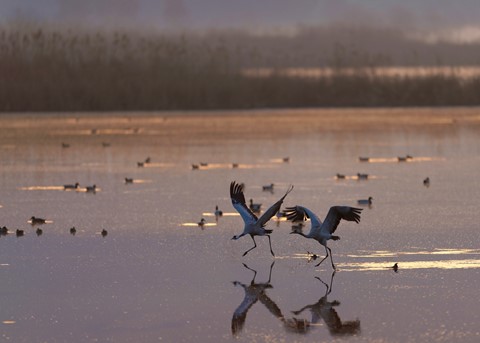 Photo by zeev kirshenboim