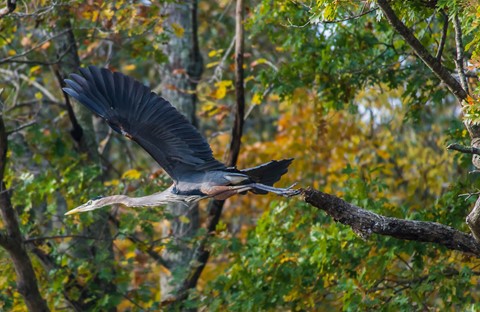 Photo by Great Blue heron Takes Off