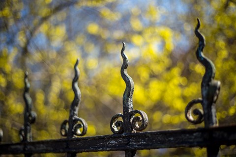 Photo by First_March_colours_appear