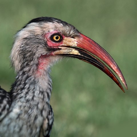 Photo by George Veltchev