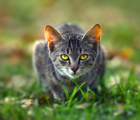 Photo by George Veltchev