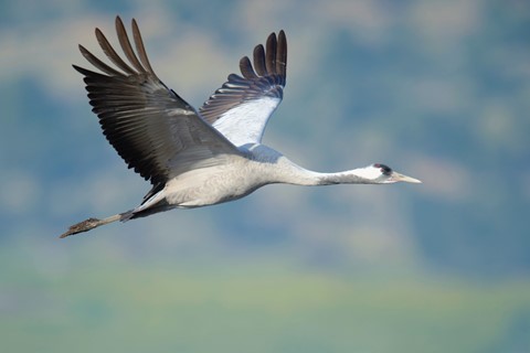 Photo by zeev kirshenboim