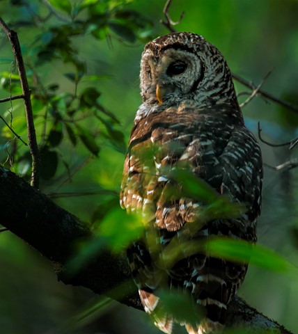 Photo by Barred Owl