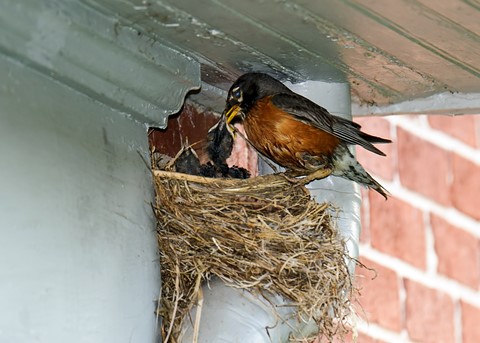 Photo by SportsPhotoGuy