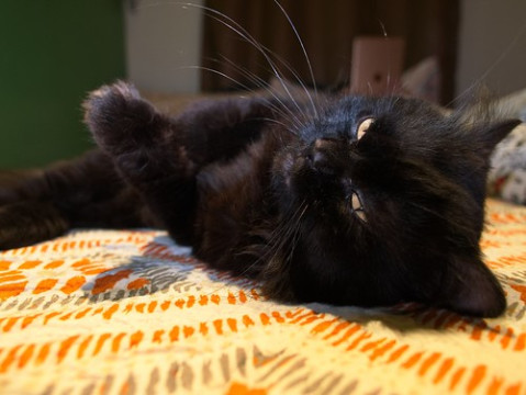 Photo by jperthllave