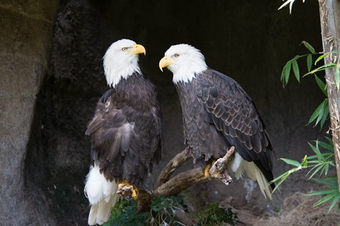 Photo by Glaring Eagles