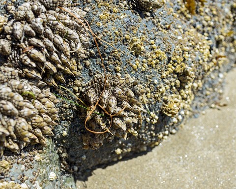 Photo by Donald Tarahonich