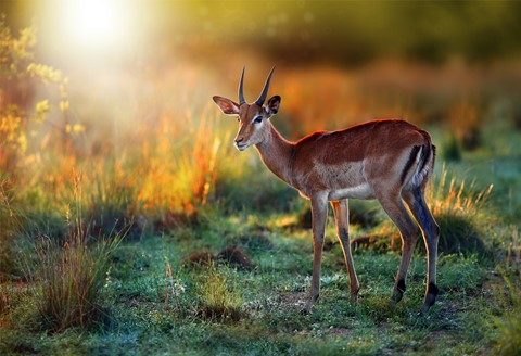 Photo by George Veltchev