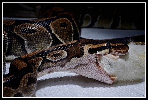 Photo by Hokkaido Jan