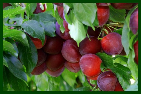 Photo by Gerry Frederick