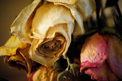 Photo by Chuck Lantz