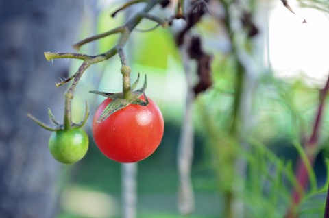 Photo by Contrasting Pair of Cherry Tomatoes