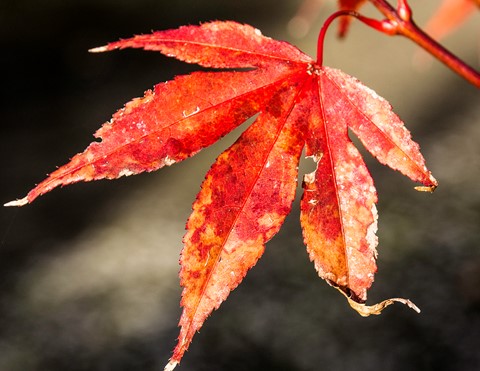 Photo by One Red Leaf