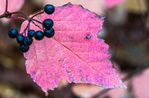 Photo by Joachim Wulfers