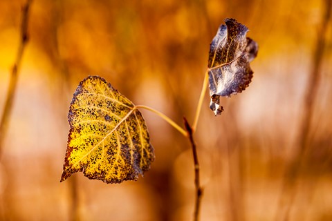 Photo by abidchangazi