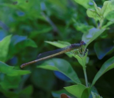 Photo by Damsel fly-Zygopetra