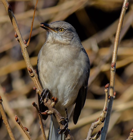 Photo by lickity split