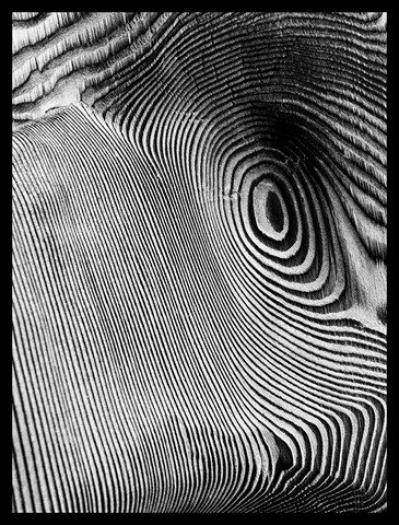 Photo by pen araneae