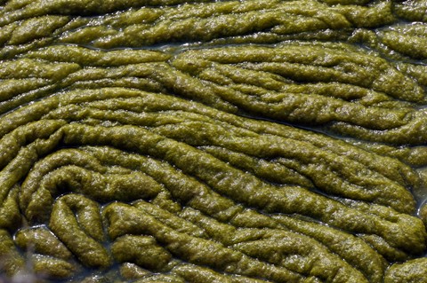 Photo by Unappetizing