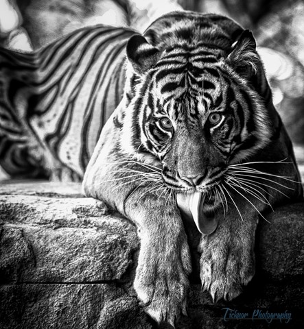 Photo by TicknorPhoto