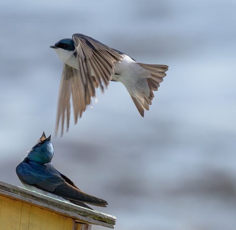 Photo by lickity split