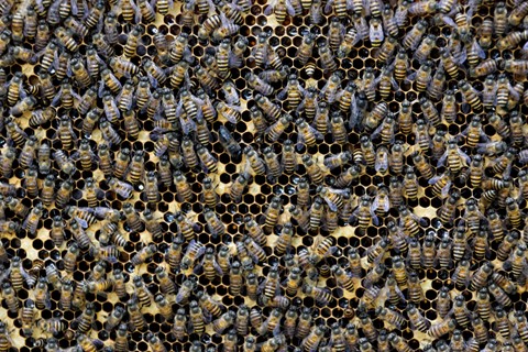 Photo by manishtushu