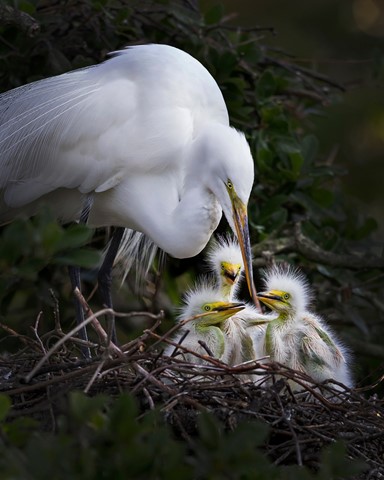 Photo by Great Egret and Chicks