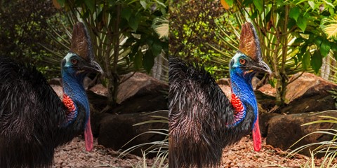 Photo by Peter O pics