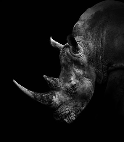 Photo by George Veltchev