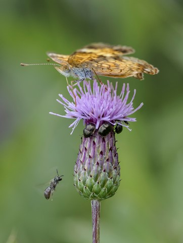 Photo by billslatteryjr