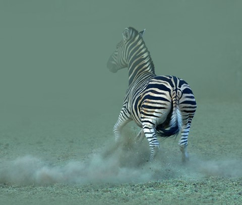 Photo by George Veltchev