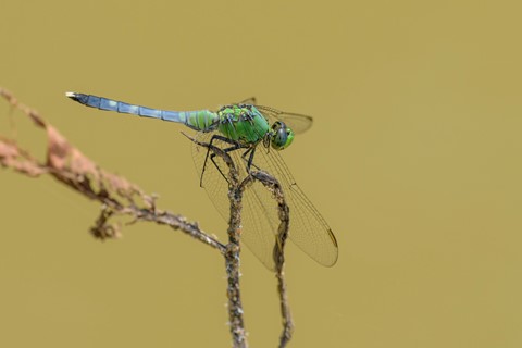 Photo by billslatteryjr