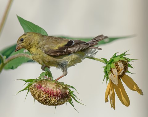 Photo by lickity split