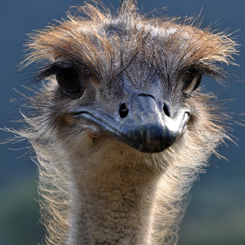 Photo by Retief de Villiers