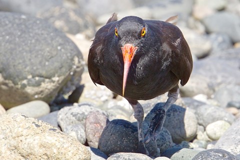 Photo by branthunter