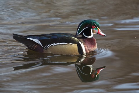 Photo by branthunter