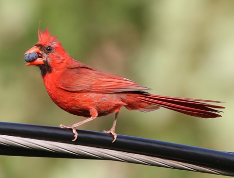 Photo by Red and blue...berry