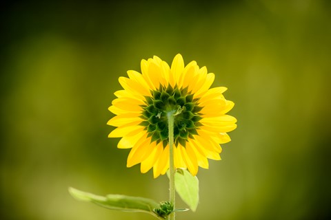 Photo by lickity split