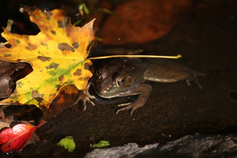 Photo by Tuckman2009