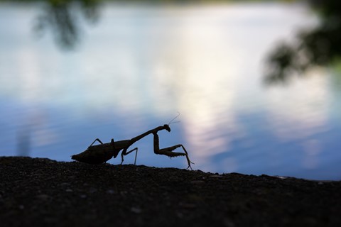 Photo by Isaacsummers