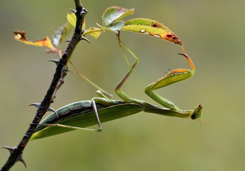 Photo by Maxime Kaiser