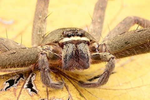 Photo by CSKong Penang